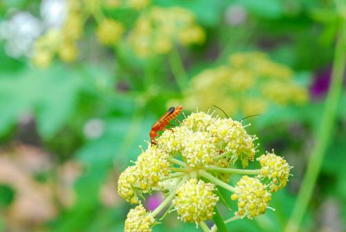Rhagonycha fulva